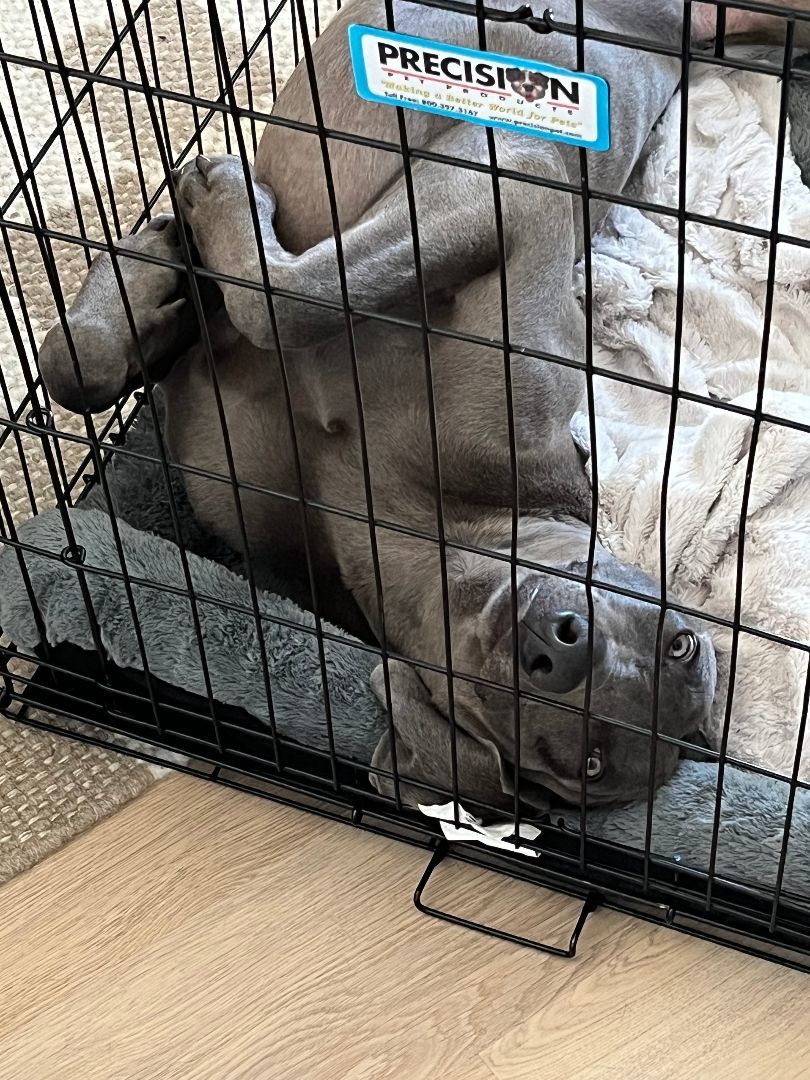 Enlarge Blu, a Adoptable Weimaraner in Austin, TX image 3/3