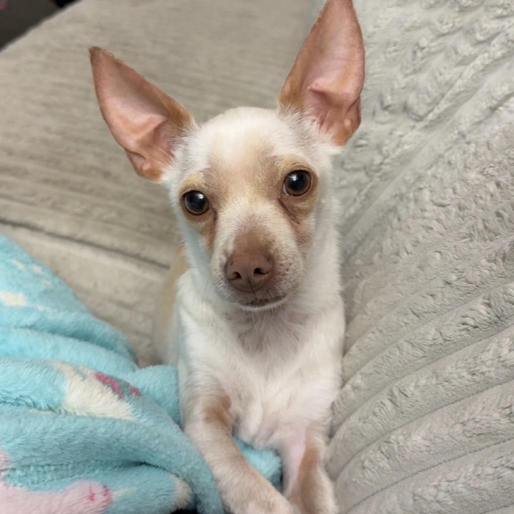 Stanley, Adoptable, Adult Male Chihuahua & Mixed Breed.