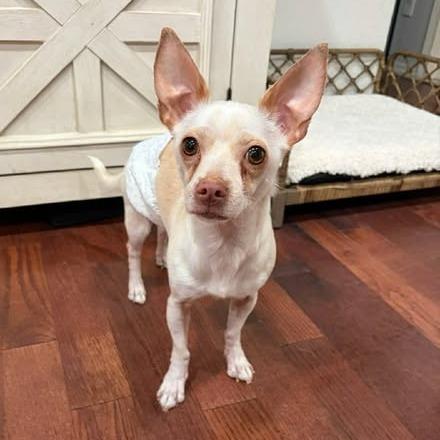 Stanley, a Adoptable mixed breed in Alma, WI image 2/4
