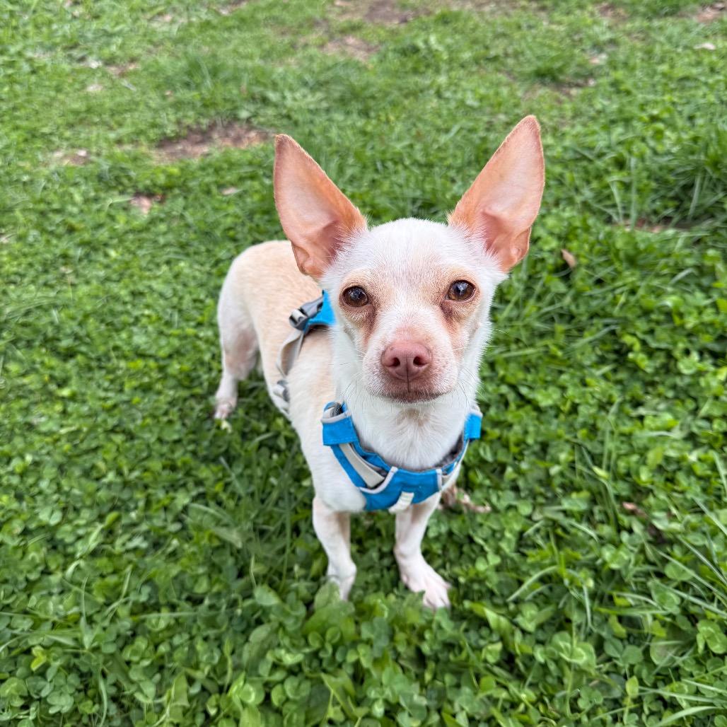 Stanley, a Adoptable mixed breed in Alma, WI image 4/4