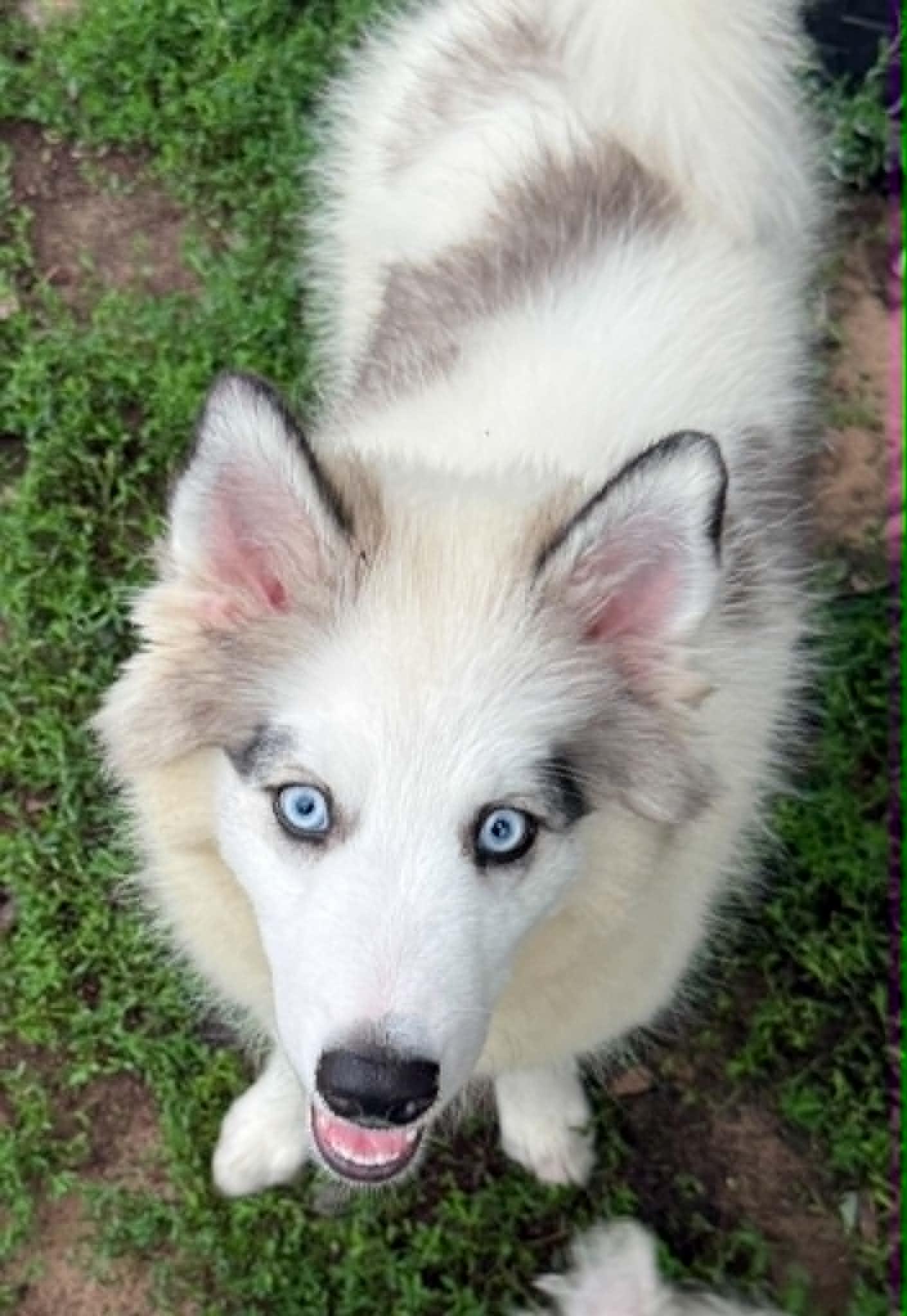 Enlarge Simon, a ADOPTABLE Husky in North Freedom, WI image 4/6