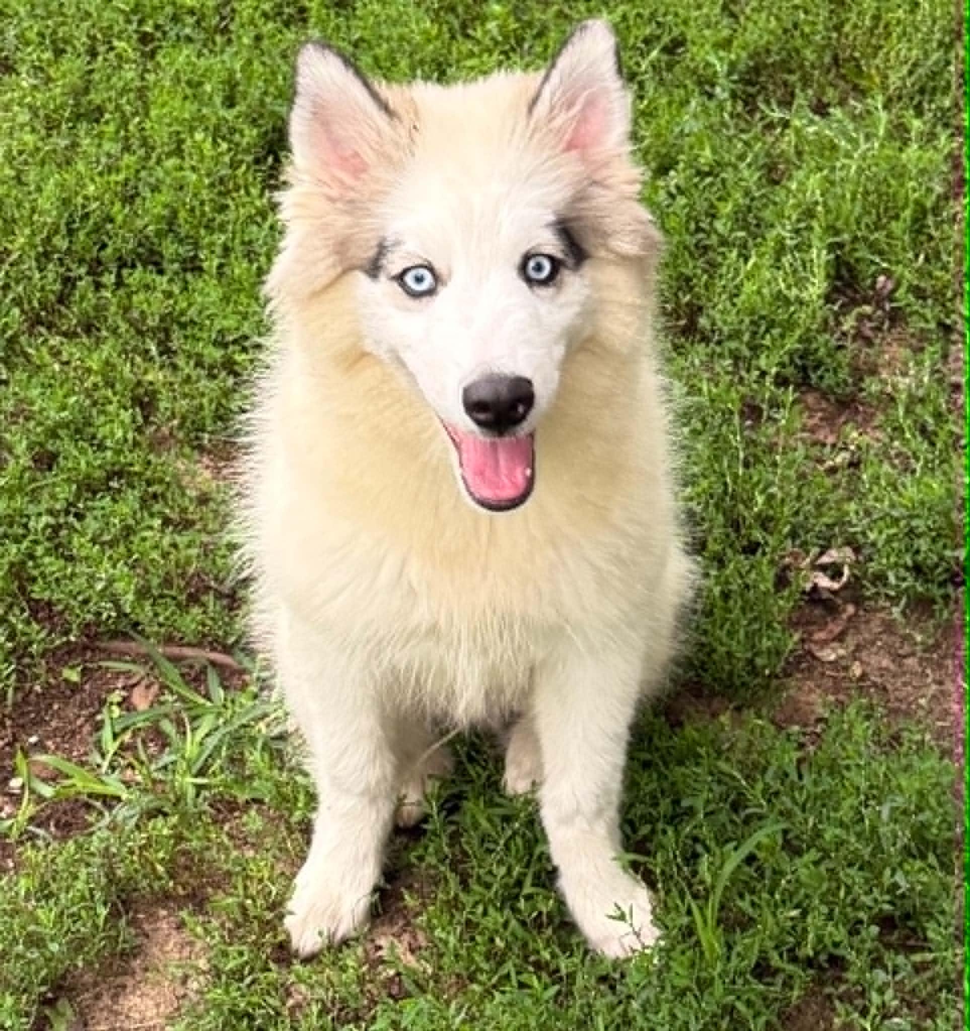 Enlarge Simon, a ADOPTABLE Husky in North Freedom, WI image 2/6