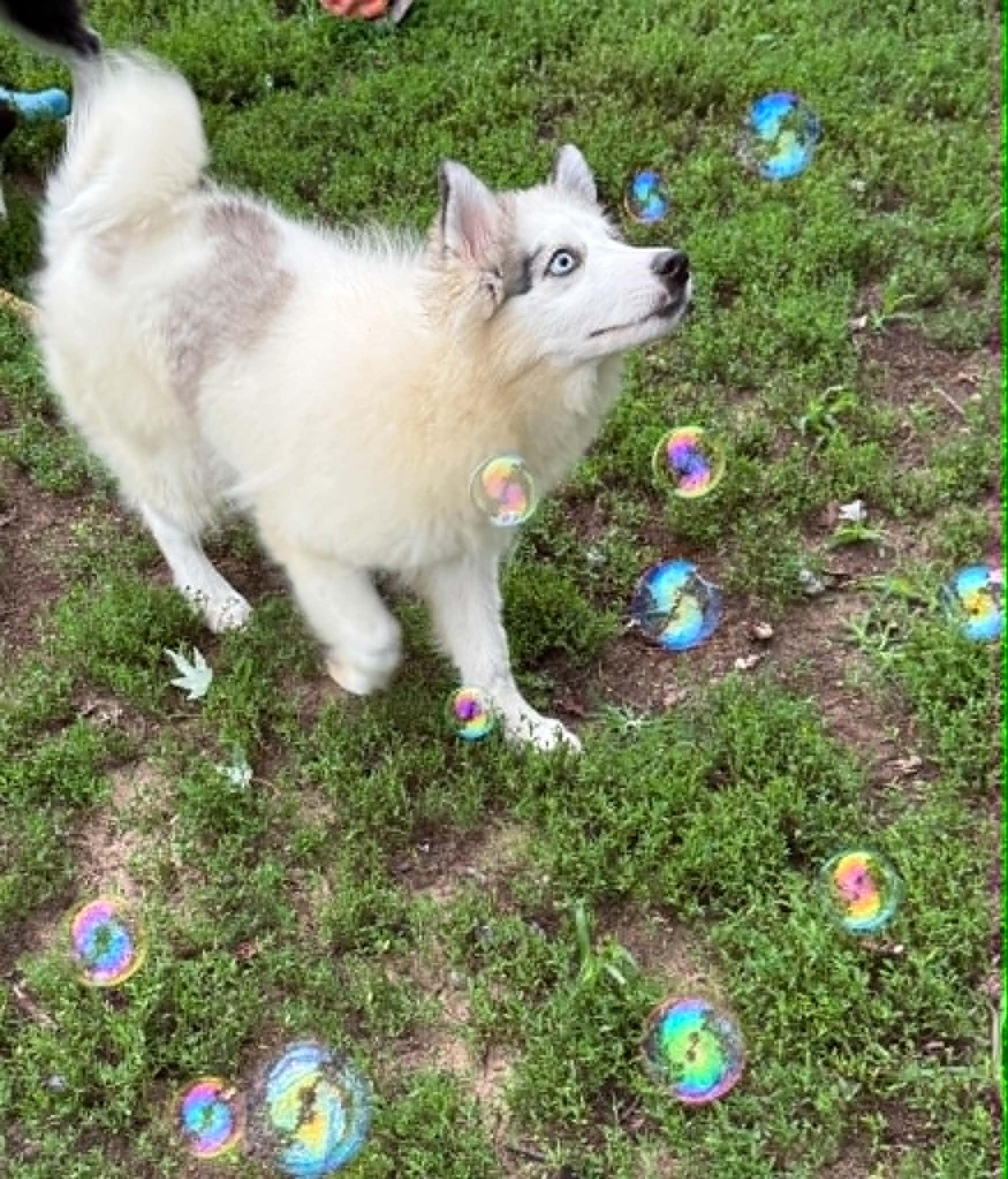 Enlarge Simon, a ADOPTABLE Husky in North Freedom, WI image 3/6