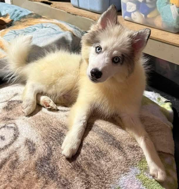 Enlarge Simon, a ADOPTABLE Husky in North Freedom, WI image 6/6