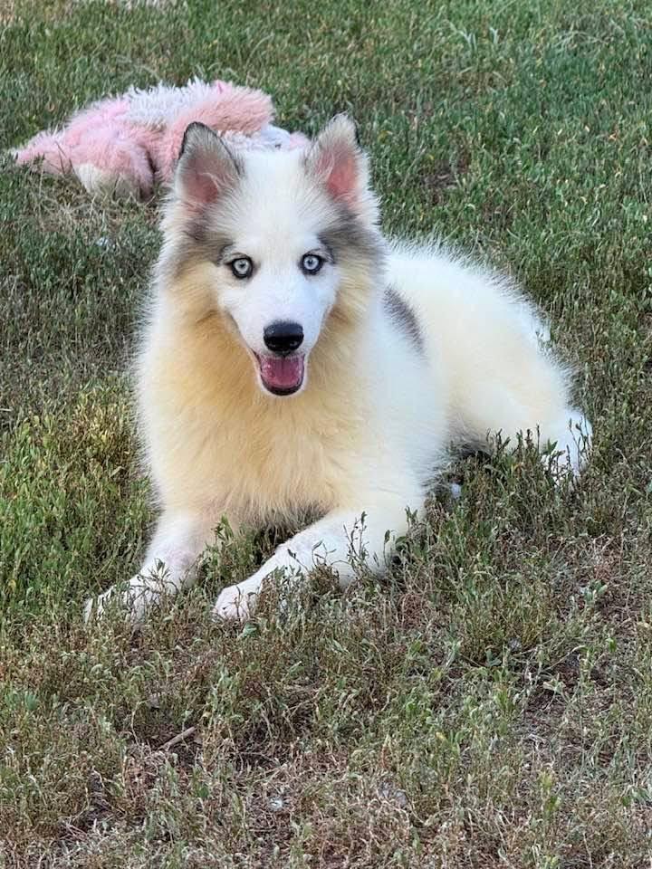 Simon, ADOPTABLE, Puppy Male Husky.