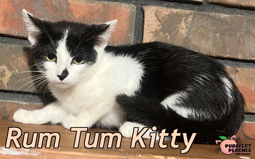 Rum Tum Kitty, Adoptable, Kitten Male Domestic Short Hair.