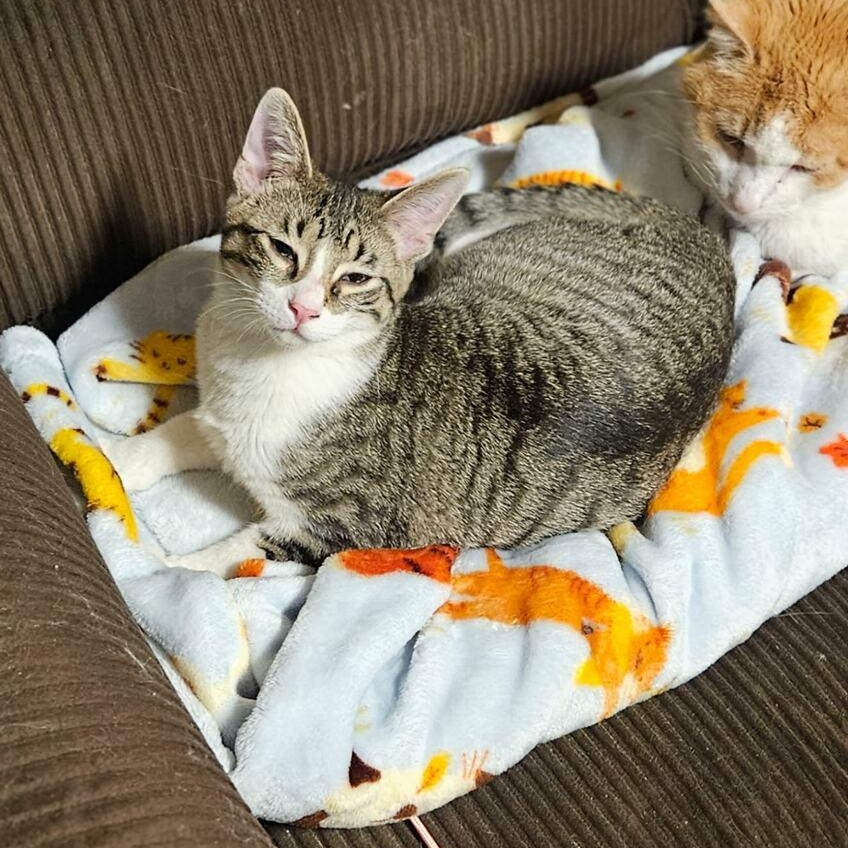 Enlarge Mickey, a ADOPTABLE Domestic Short Hair in Joliet, IL image 4/5