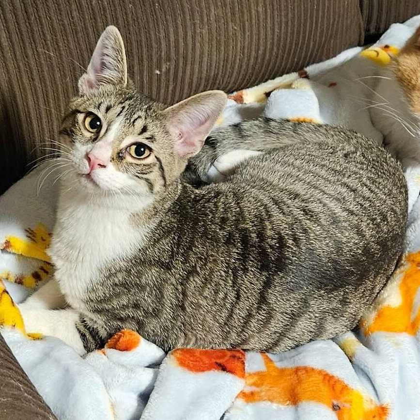 Enlarge Mickey, a ADOPTABLE Domestic Short Hair in Joliet, IL image 3/5