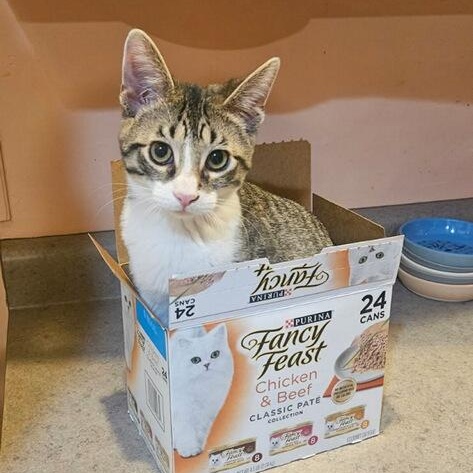 Mickey, ADOPTABLE, Kitten Male Domestic Short Hair.