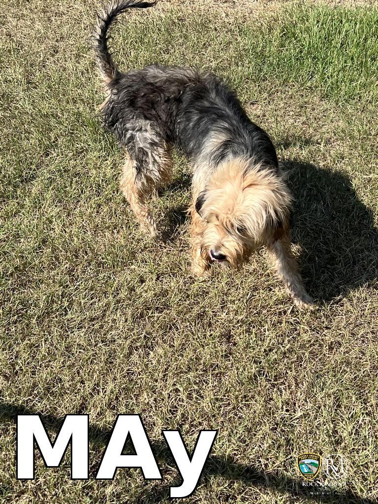 MAy, a Adoptable Maltese in Rocky Mount, NC image 1/2
