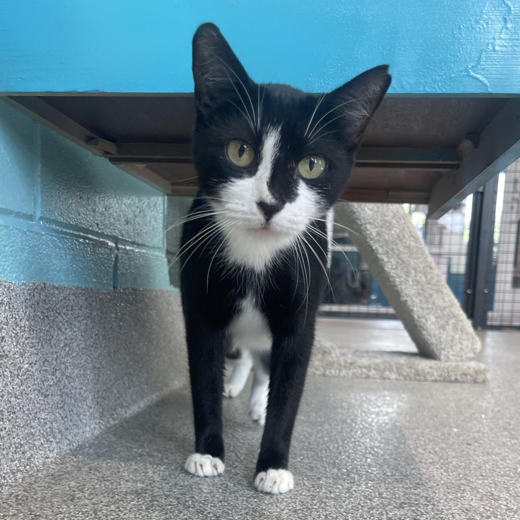 Molly, Adoptable, Young Female Domestic Short Hair.