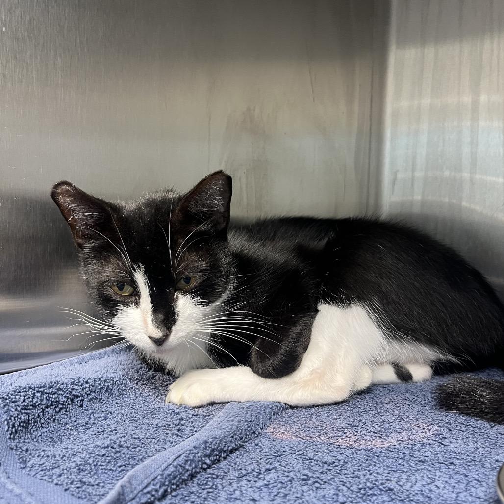 Enlarge Molly, a Adoptable Domestic Short Hair in Englewood, FL image 3/3