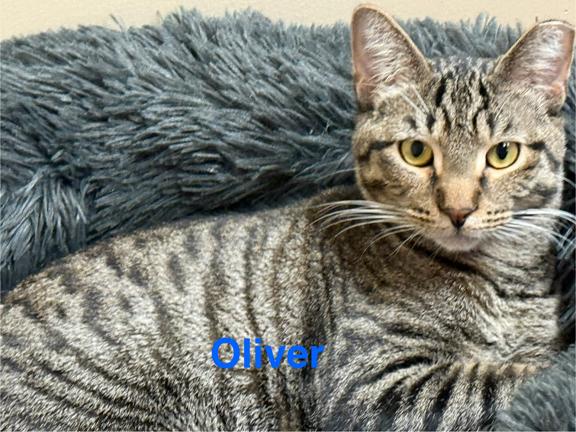 Enlarge Cora, an adoption pending Tabby in Schaumburg, IL image 6/6