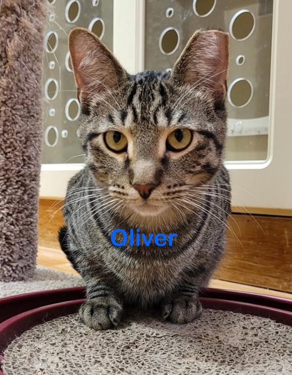 Enlarge Cora, an adoption pending Tabby in Schaumburg, IL image 2/6