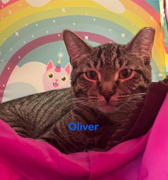 Enlarge Cora, an adoption pending Tabby in Schaumburg, IL image 4/6