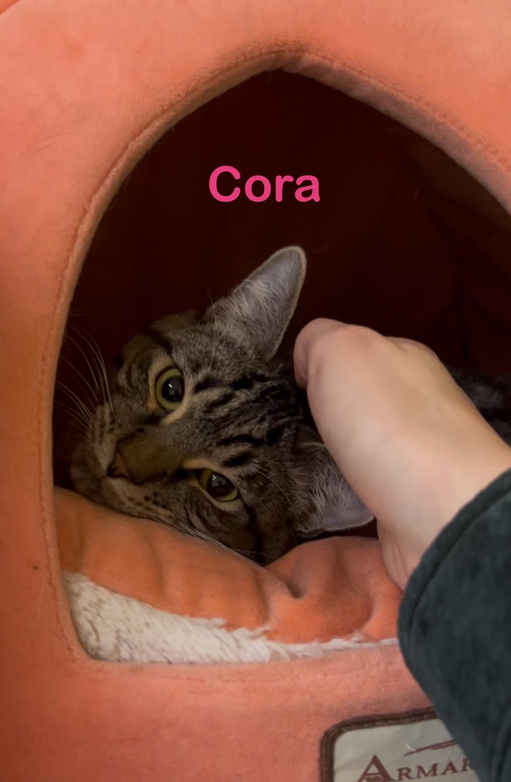 Enlarge Cora, an adoption pending Tabby in Schaumburg, IL image 3/6