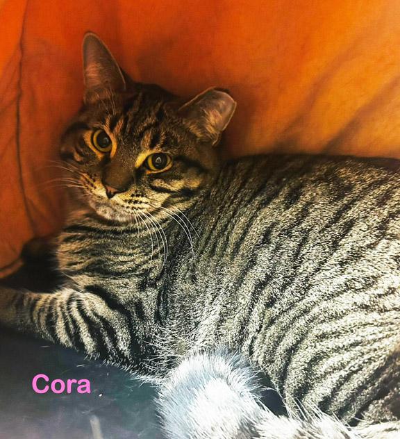 Enlarge Cora, an adoption pending Tabby in Schaumburg, IL image 5/6