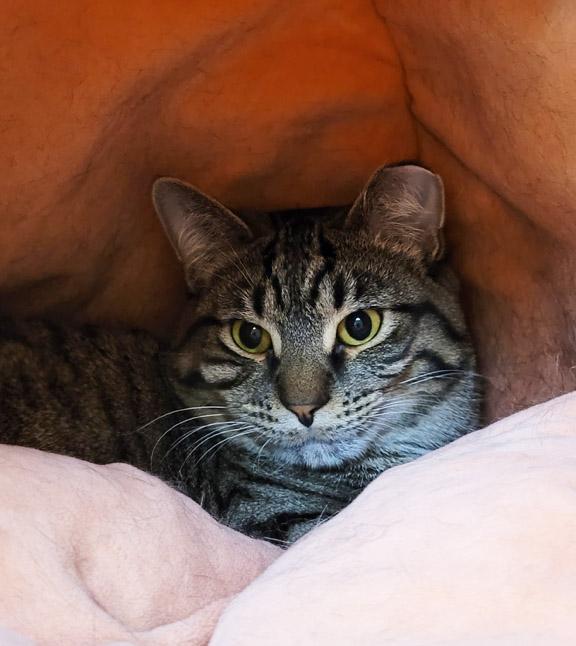 Enlarge Cora, an adoption pending Tabby in Schaumburg, IL image 1/6
