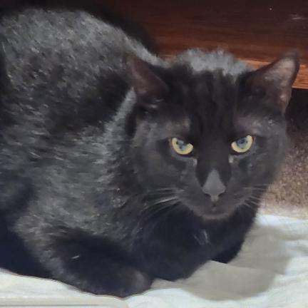 Tom Cruise, Adoptable, Adult Male Domestic Short Hair.