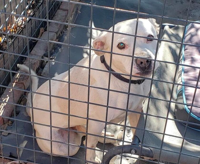 Tiny Tim, Adoptable, Adult Male Pit Bull Terrier.
