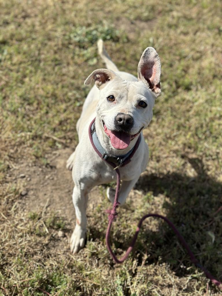 Enlarge Tiny Tim, a Adoptable Pit Bull Terrier in Tehachapi, CA image 2/3