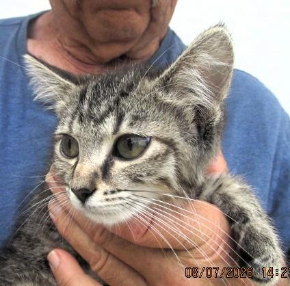 Ellis, ADOPTABLE, Kitten Female Domestic Medium Hair.