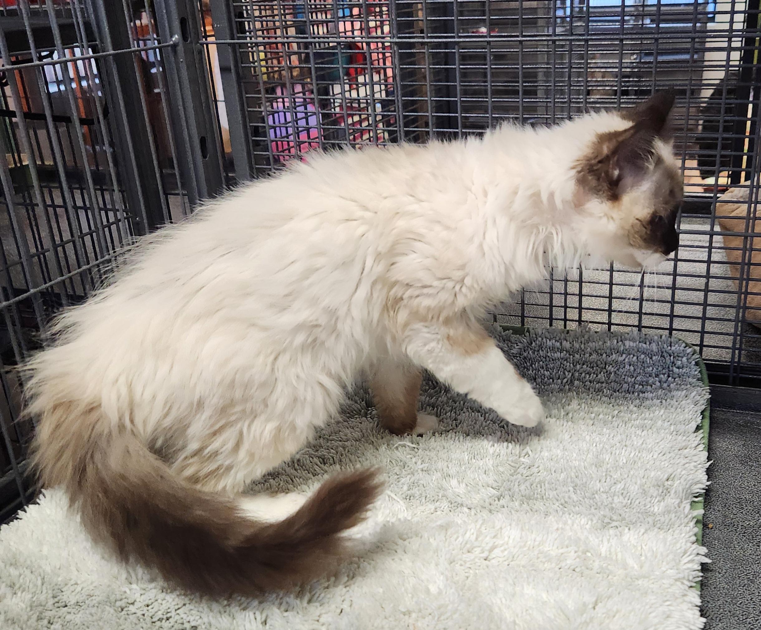 Enlarge Simone, a ADOPTABLE mixed breed in Yarnell, AZ image 3/3