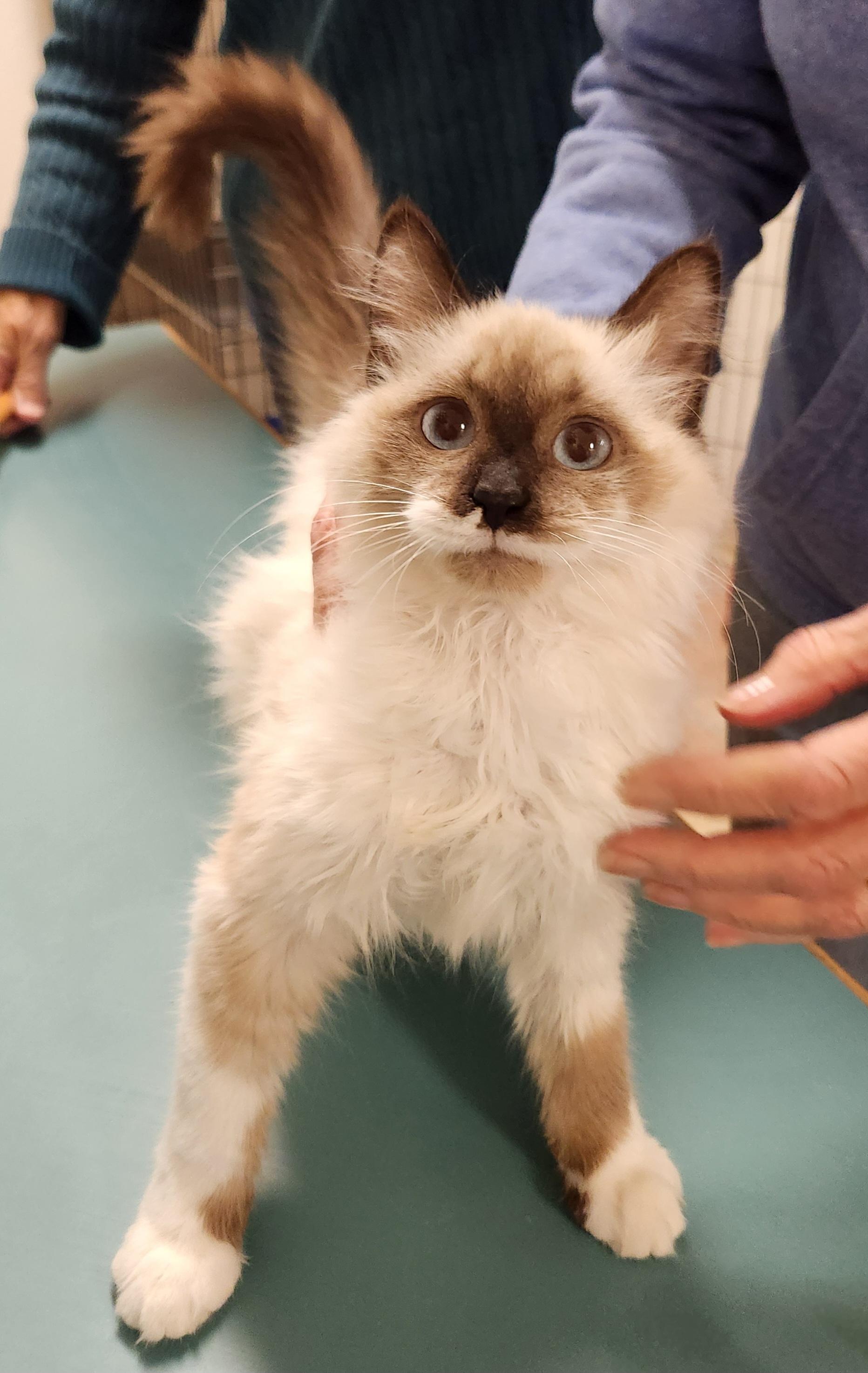 Enlarge Simone, a ADOPTABLE mixed breed in Yarnell, AZ image 2/3