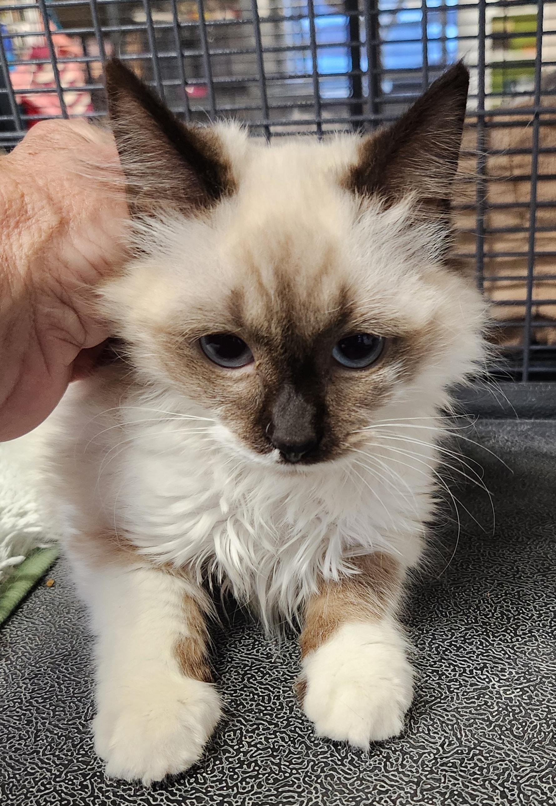 Simone, ADOPTABLE, Young Female Siamese & Ragdoll.