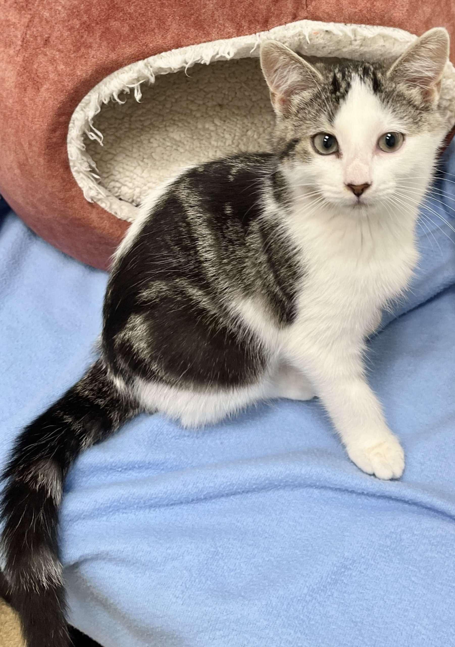 Renata, a Adopted Domestic Medium Hair in Smiths falls, ON image 1/6