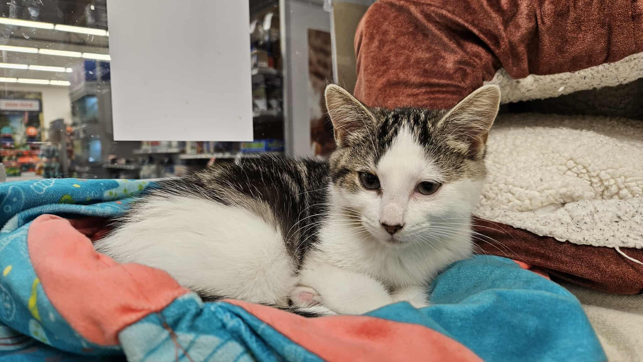 Renata, a Adopted Domestic Medium Hair in Smiths falls, ON image 2/6