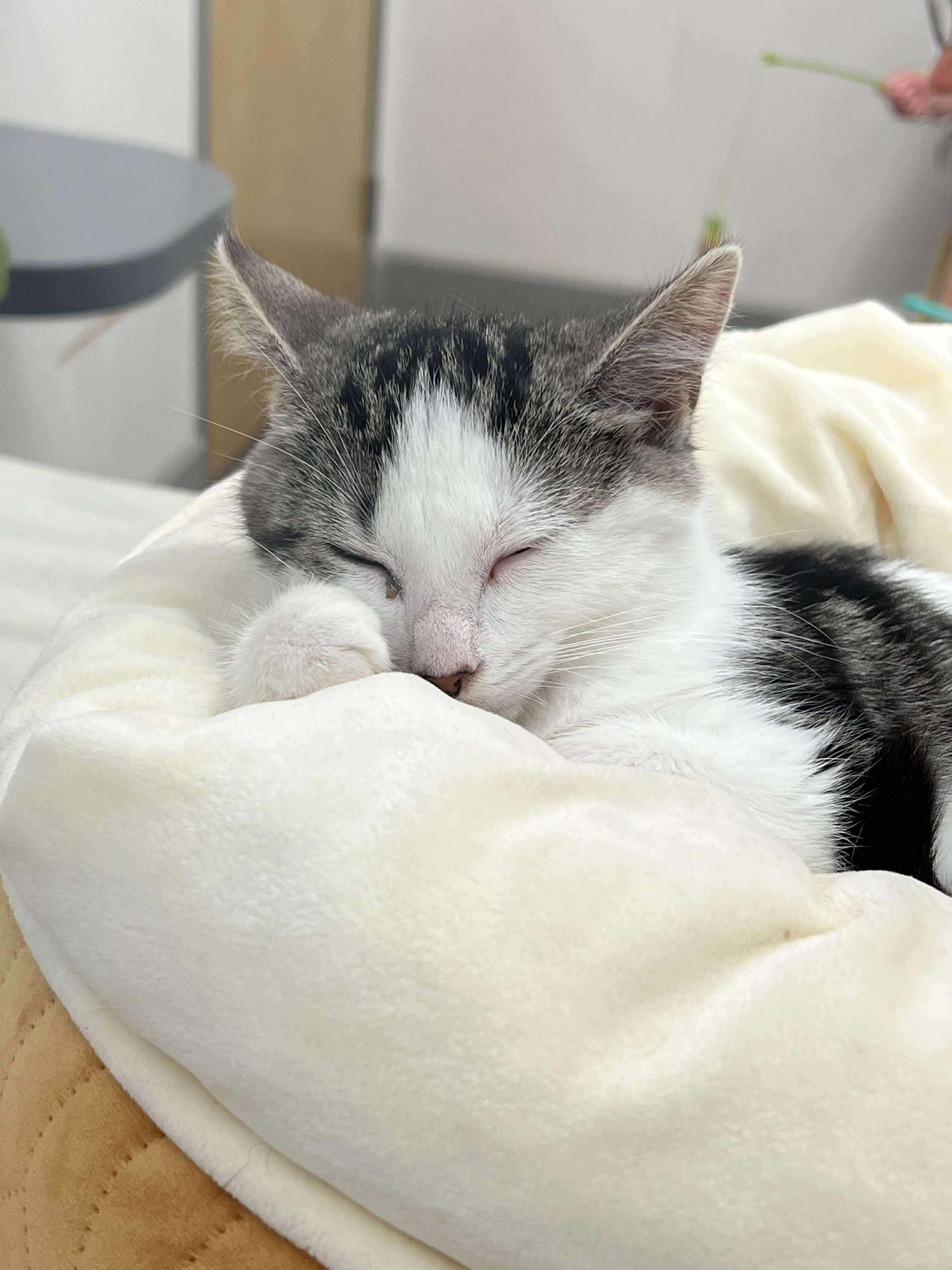 Renata, a Adopted Domestic Medium Hair in Smiths falls, ON image 3/6