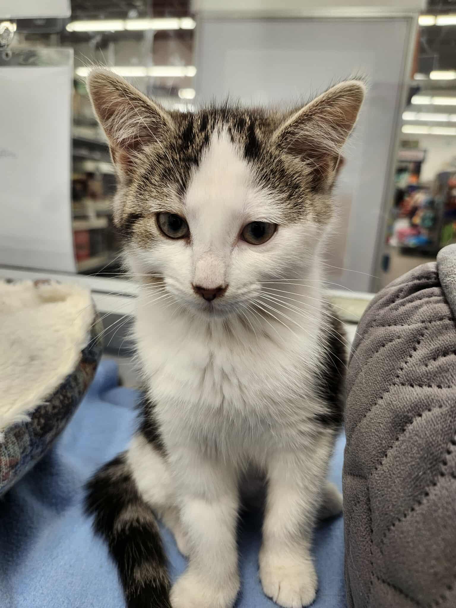 Renata, a Adopted Domestic Medium Hair in Smiths falls, ON image 4/6