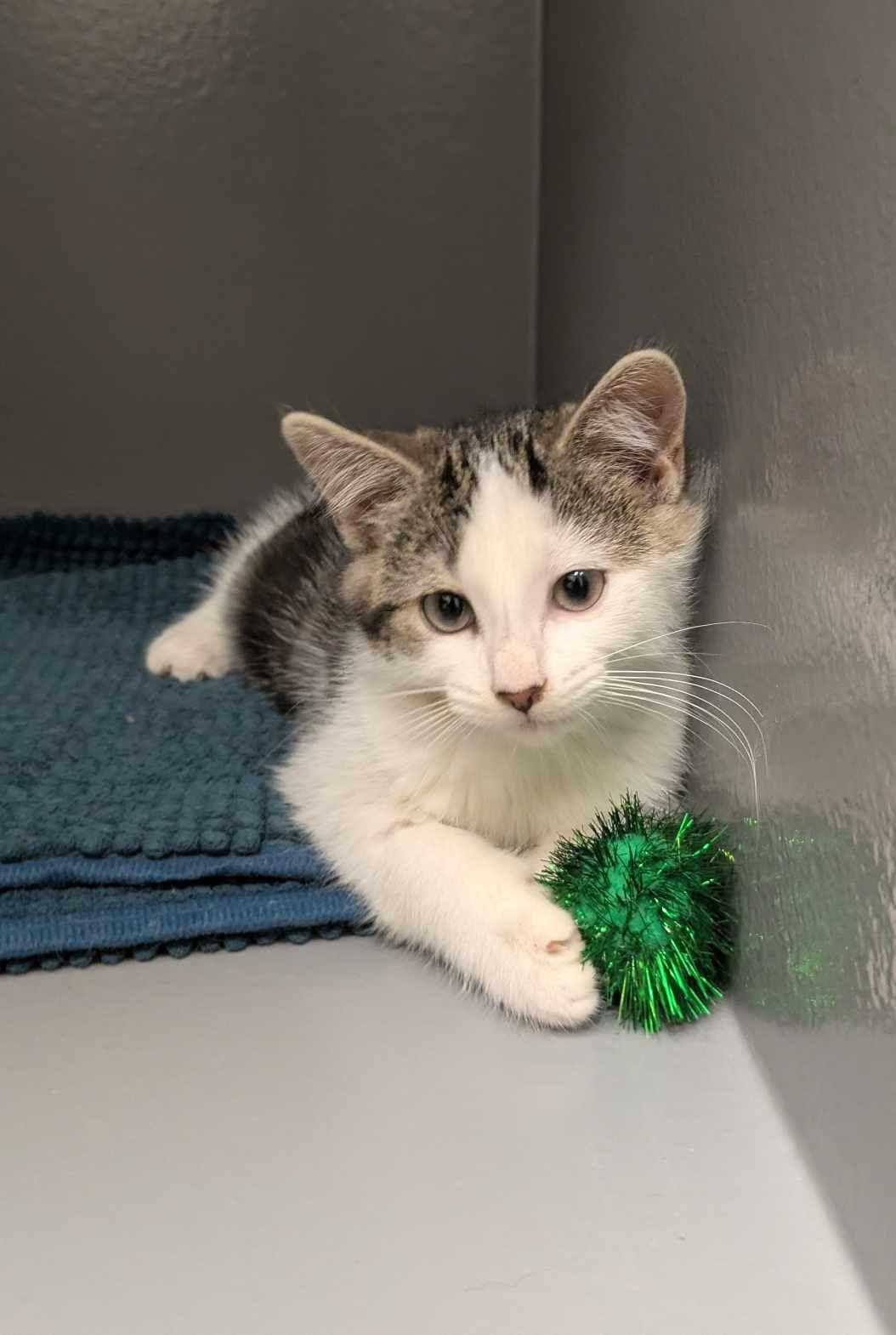 Renata, a Adopted Domestic Medium Hair in Smiths falls, ON image 6/6