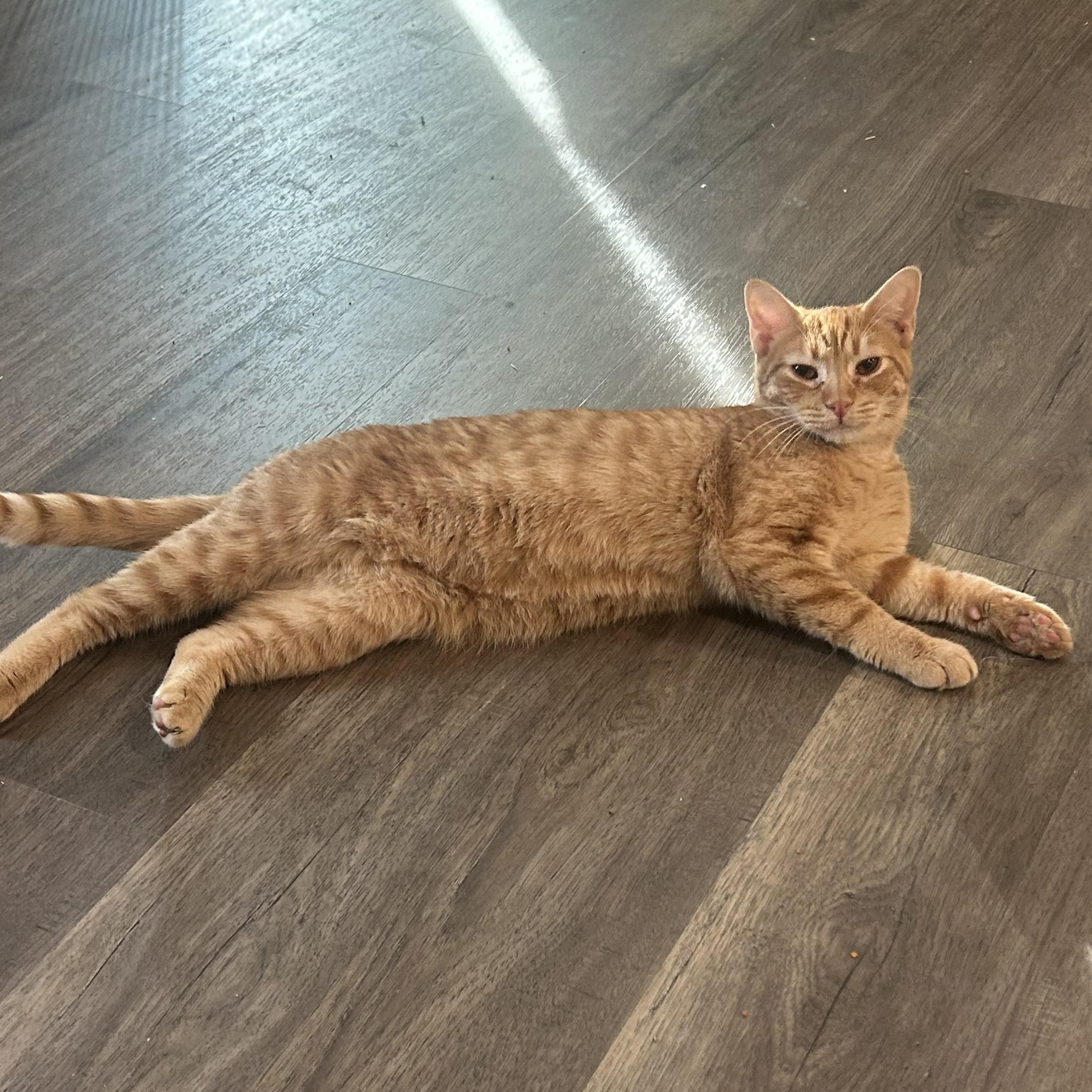 Sherbet, Adoptable, Kitten Male Domestic Short Hair.