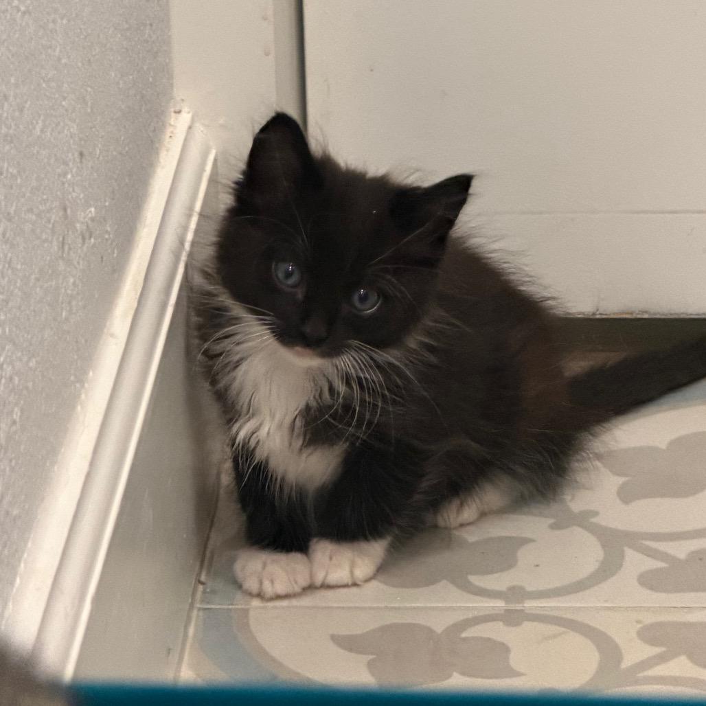 Enlarge Maurice, a Adoptable Domestic Long Hair in Missouri City, TX image 2/3