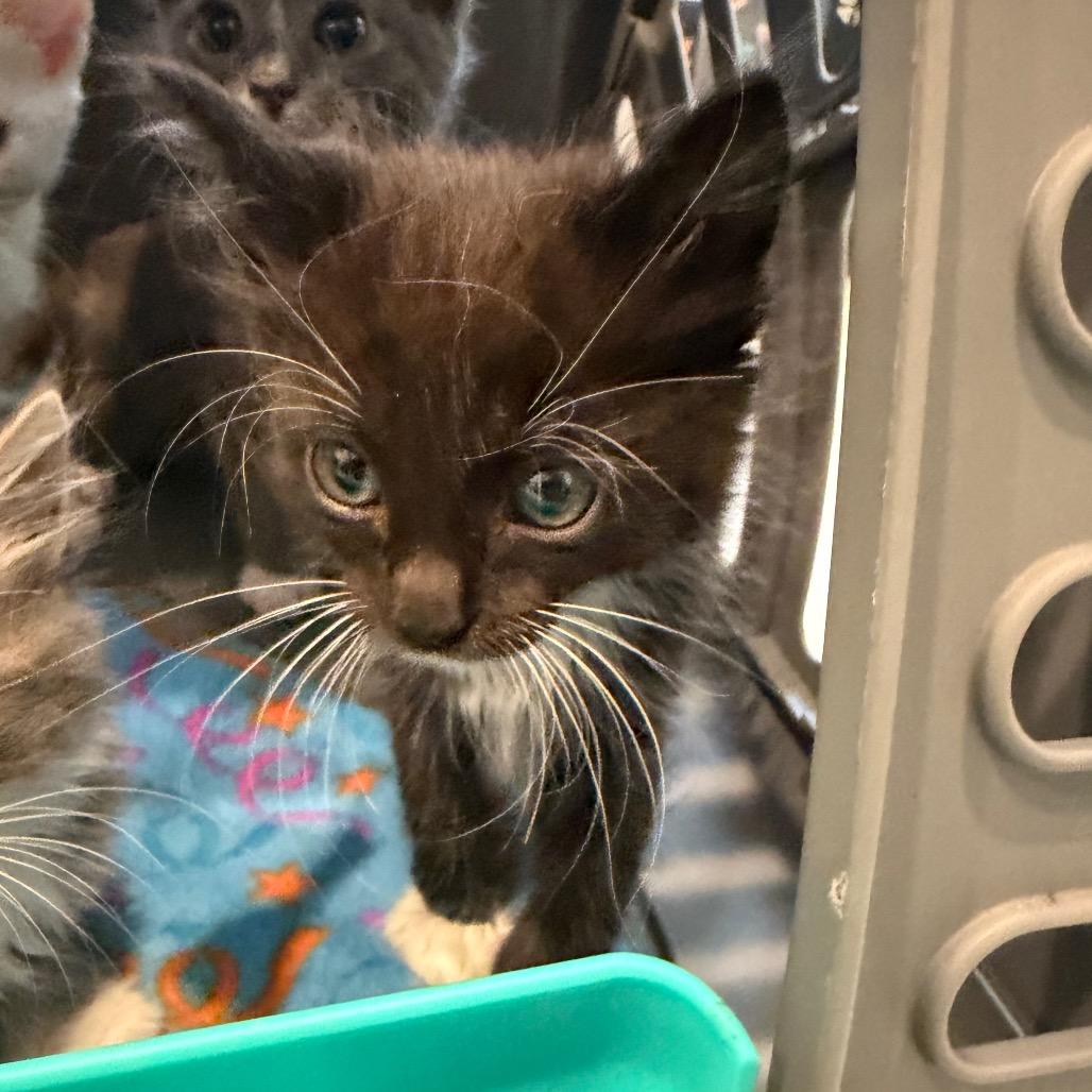 Enlarge Maurice, a Adoptable Domestic Long Hair in Missouri City, TX image 3/3