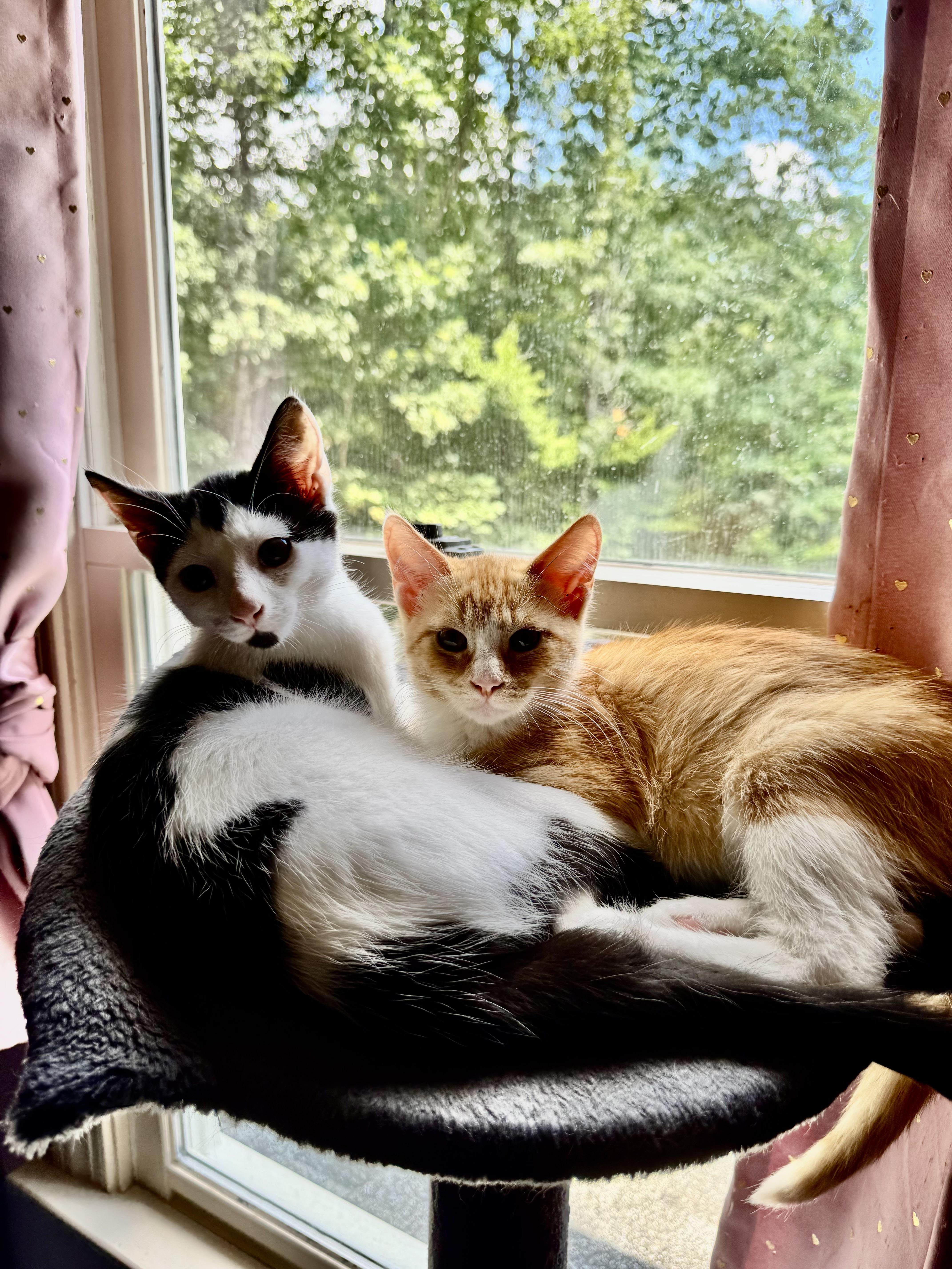 Gaucho, ADOPTABLE, Kitten Male American Shorthair.