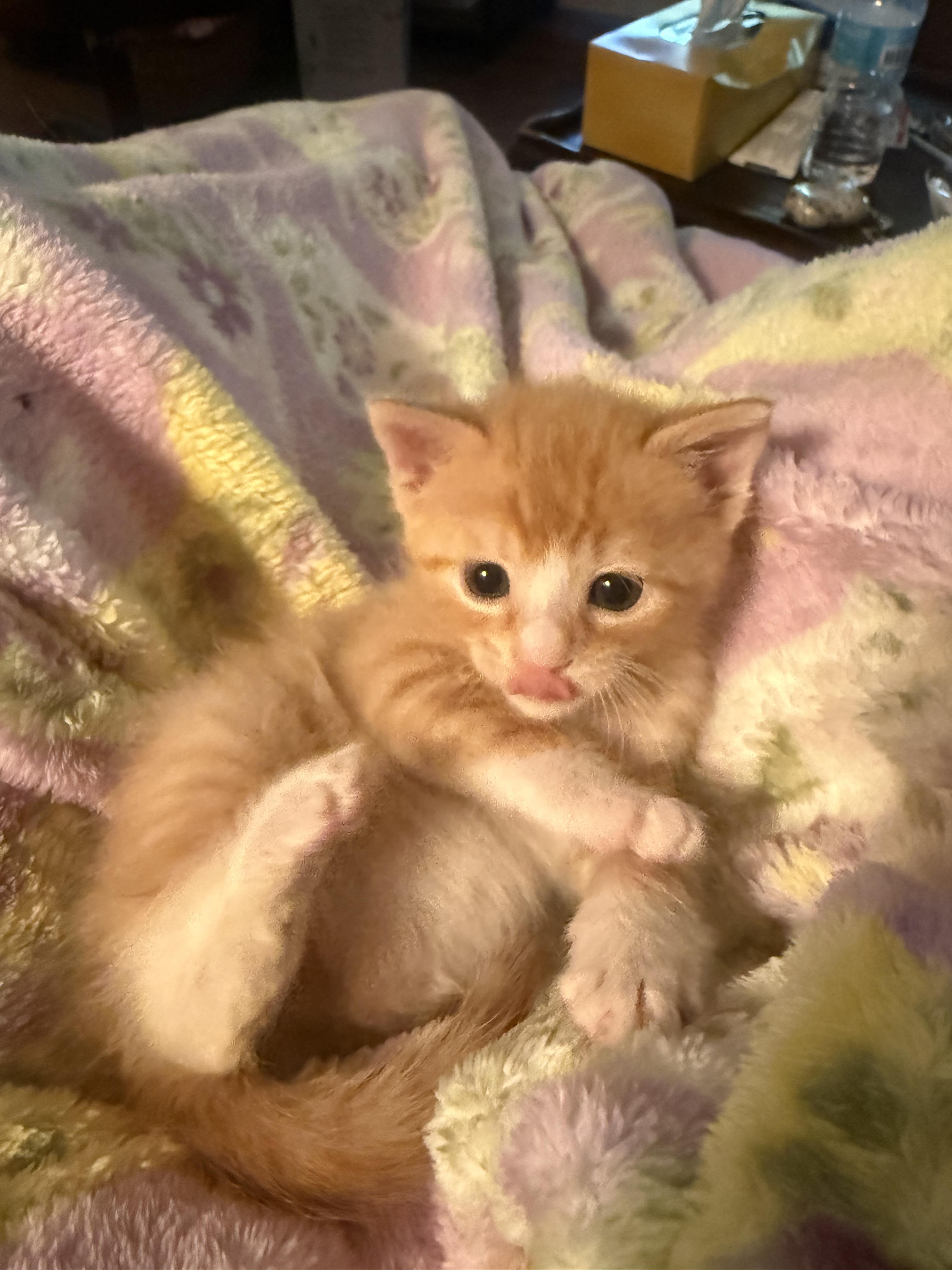 Gaucho, ADOPTABLE, Kitten Male American Shorthair.