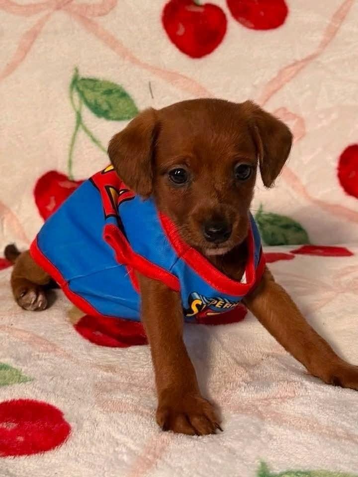 Wilbur, ADOPTABLE, Puppy Male Jack Russell Terrier & Poodle.
