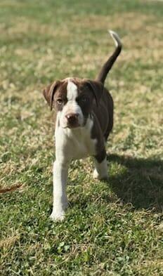 snicker, Adoptable, Puppy Female Black Labrador Retriever & Australian Cattle Dog / Blue Heeler.