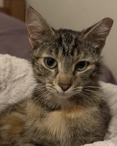 (CP) Bindi, ADOPTABLE, Young Female Torbie & Domestic Short Hair.