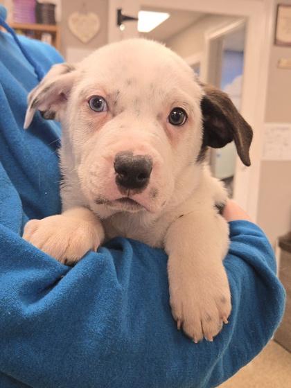 Stan, Adoptable, Puppy Male Retriever & Mixed Breed.