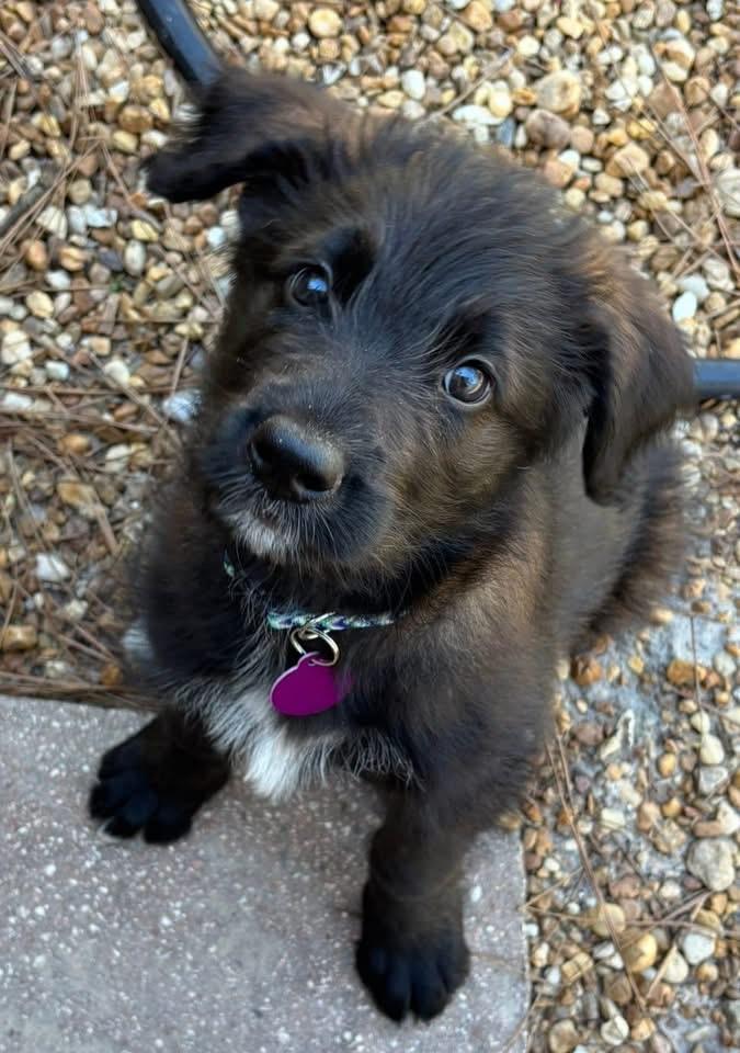 Raven, adopted, Puppy Female German Shepherd Dog & Labradoodle.