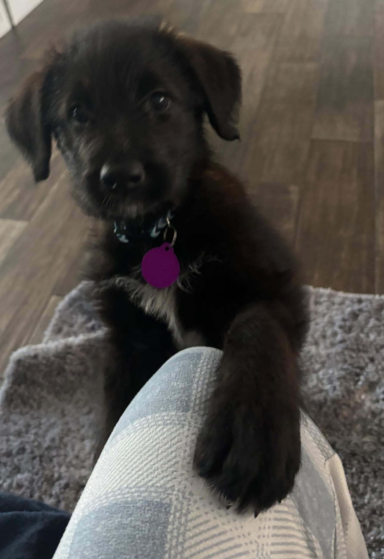 Enlarge Raven, an adopted mixed breed in Inverness, FL image 2/5