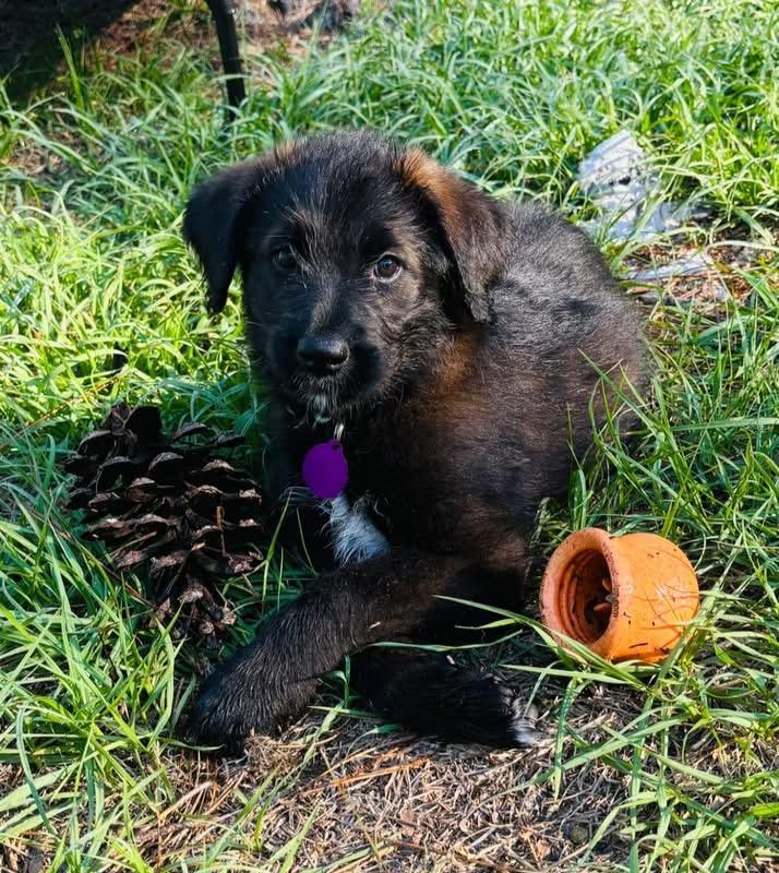 Enlarge Raven, an adopted mixed breed in Inverness, FL image 4/5