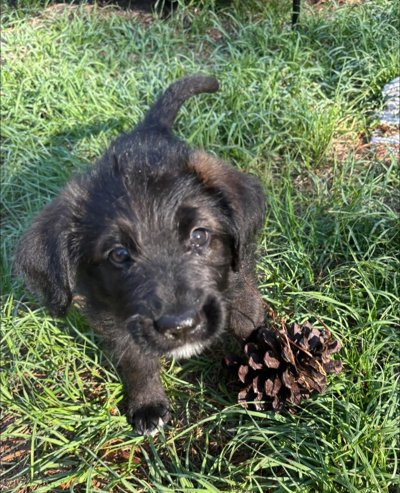 Enlarge Raven, an adopted mixed breed in Inverness, FL image 5/5