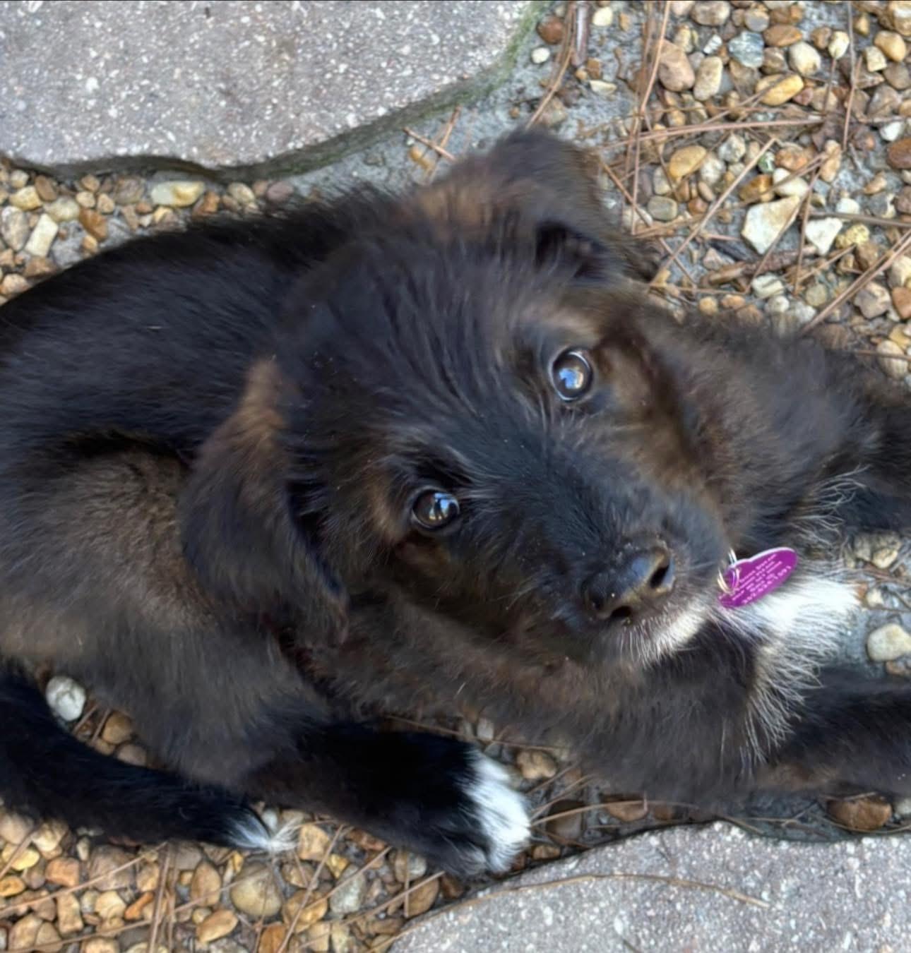 Enlarge Raven, an adopted mixed breed in Inverness, FL image 3/5