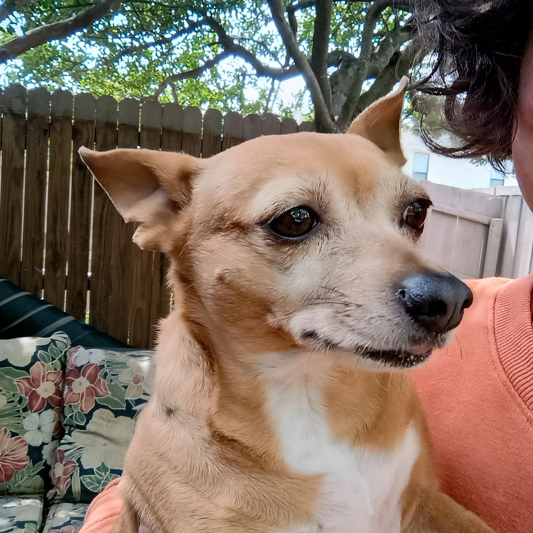 Enlarge Nelly , an adopted Chiweenie in Garland, TX image 2/4