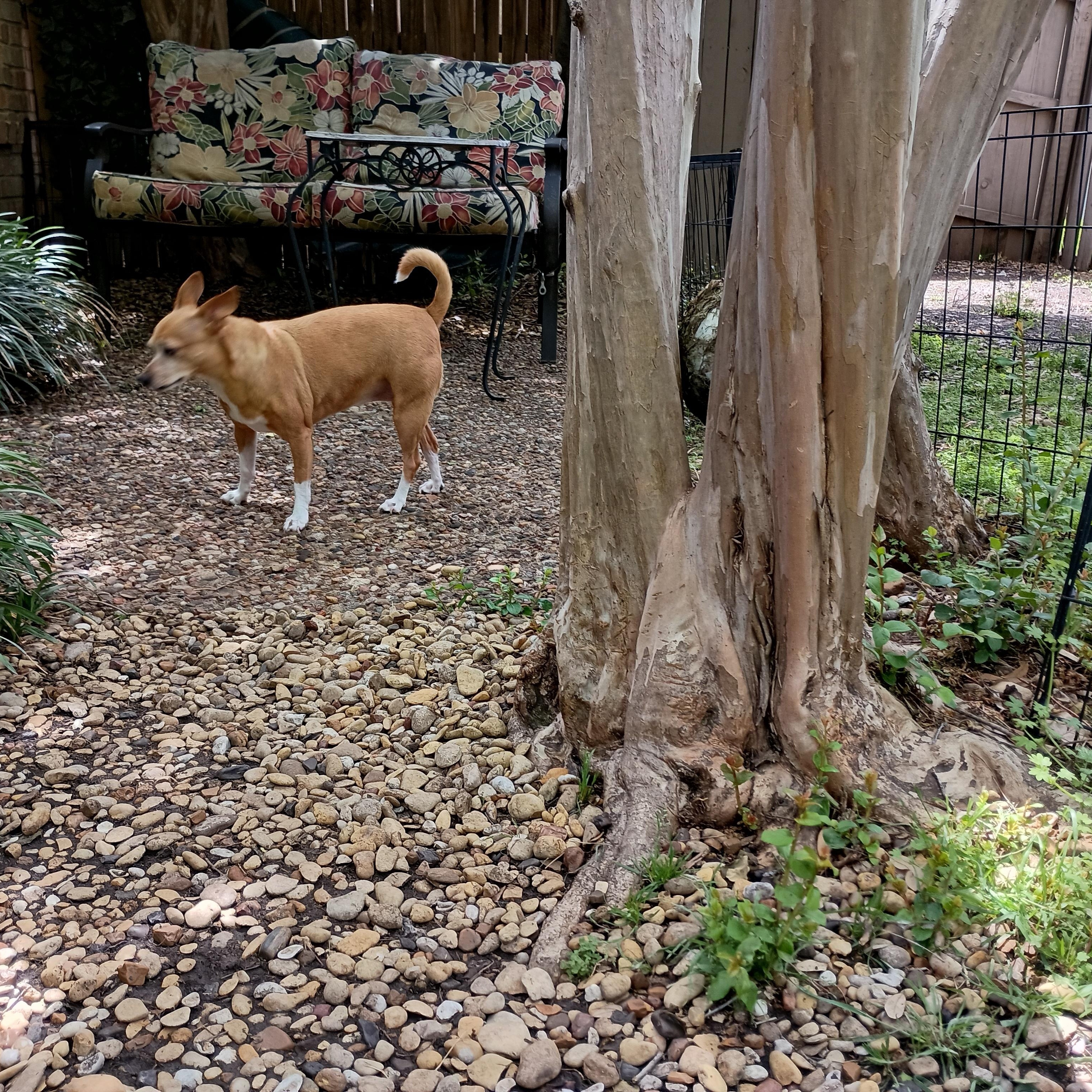 Nelly , adopted, Adult Female Chiweenie.